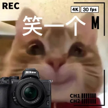 笑一个 猫猫拍照表情包