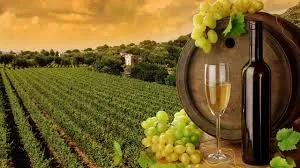 Vineyard