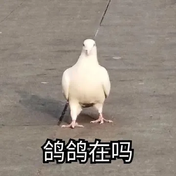 鸽鸽在吗(哥哥在吗)