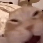 devious cat laugh GIF Template