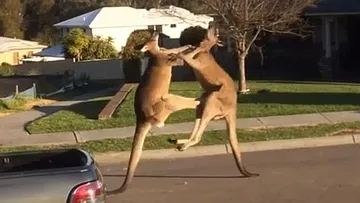 Fighting Kangaroos