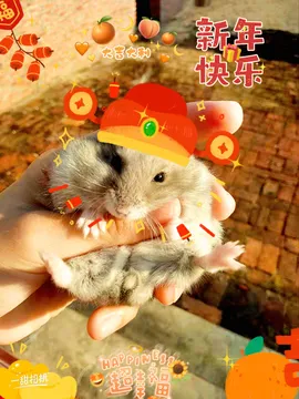 ?仓鼠圆圆的日常生活