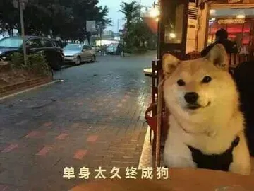 单身狗:单身太久终成狗