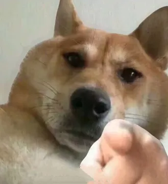 狗狗指你
