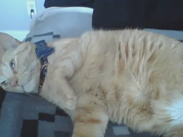 Big fat cat