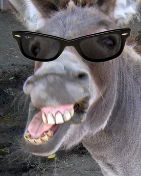 Deal with it Donkey