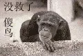 没救了.傻鸟