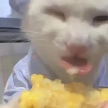小猫吃玉米表情包