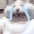 (猫猫哭哭)