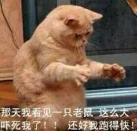 加菲猫:那天我看见一只老鼠 这么大吓死了!!还好跑得快