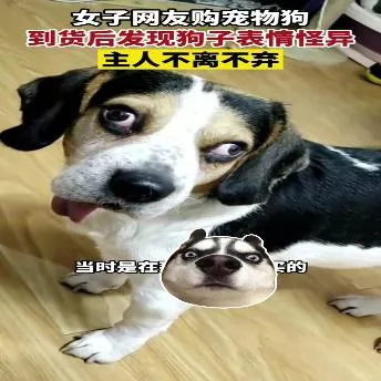 女子网友购宠物狗到货后发现狗子表情怪异主人不离不弃皖A买的当时是在