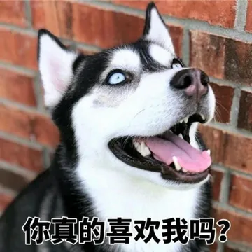 哈士奇与蘑菇头和熊猫人