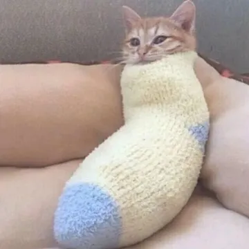 猫猫