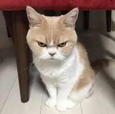 angry cat