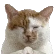 (猫猫拜拜 GIF 动图表情包)