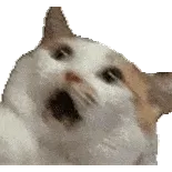 猫咪震惊魔性表情包