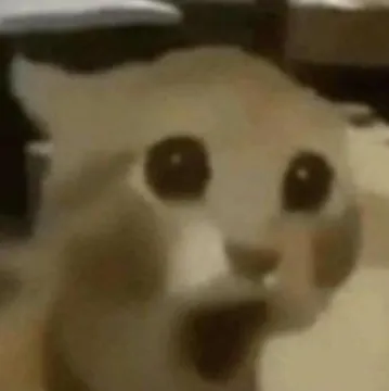 Shocked cat
