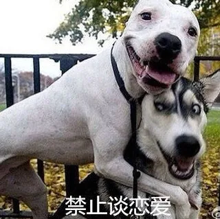 禁止谈恋爱