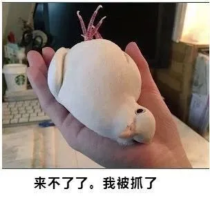 鸽子：来不了了，我被抓了