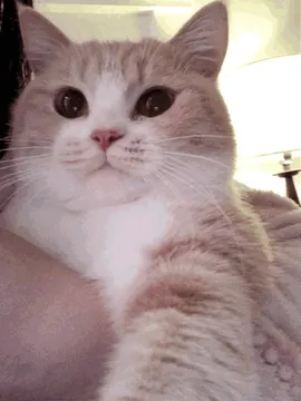 小猫