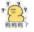 鸭鸭鸭?