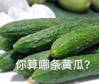 你算哪条黄瓜？