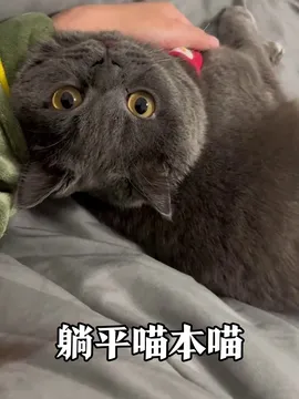 猫咪被摸时秒变表情包,瞳孔地震后秒乖巧