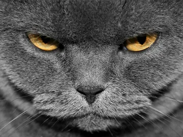 Angry Cat