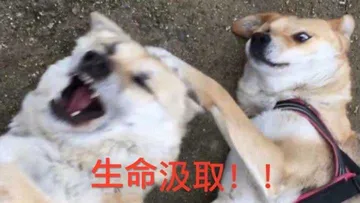 生命汲取
