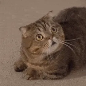 O(猫猫动图表情包)