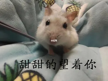 仓鼠小猫