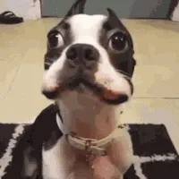 狗狗偷吃东西露馅