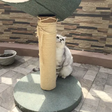 可爱猫咪