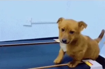 划水运动狗狗