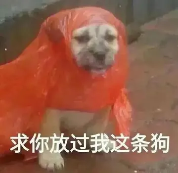 狗子：求求你放过我这条狗吧
