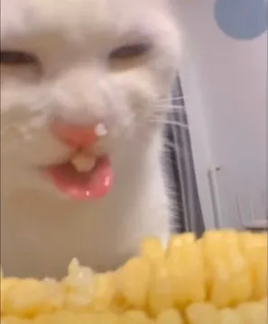 奇怪的猫猫表情包