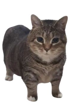 oiia cat