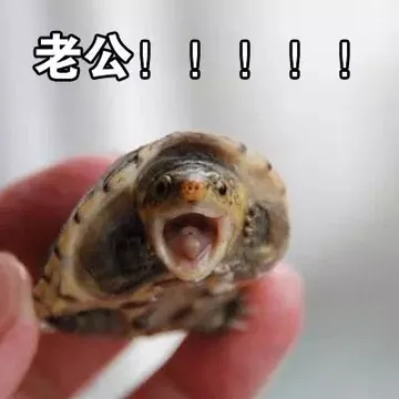 老公（乌龟）