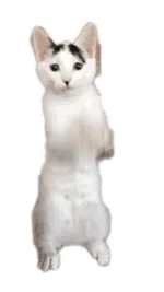 养猫咪表情包