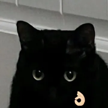 黑猫 ok 表情包
