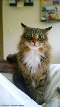 Shocked Cat