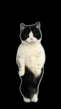 猫猫跳舞表情包动图