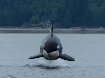 Wild Whale