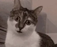 猫猫惊呆 GIF 动图