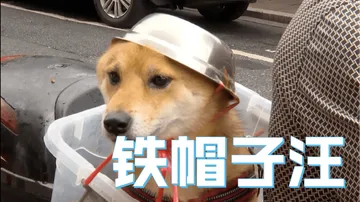 笑出声!大爷给柴犬狗子带上了戴铁盆头盔,秒变表情包! 笑出声!