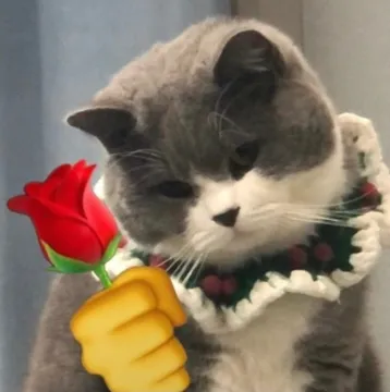 猫咪头拿玫瑰