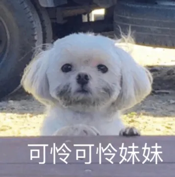 可怜可怜妹妹