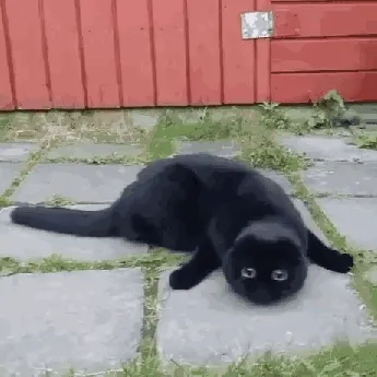 黑猫