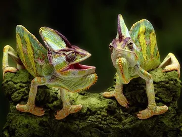 chameleons