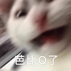 可爱猫咪动图表情包：完了芭比Q了~~